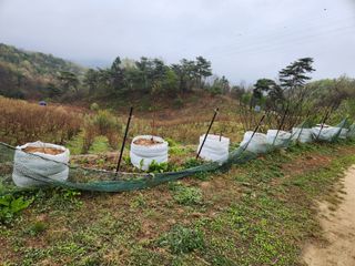 홍승한님의 두릅 · 일상 작성글 사진