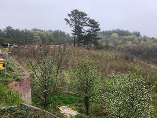 홍승한님의 두릅 · 일상 작성글 사진