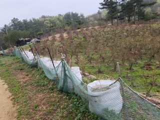 홍승한님의 두릅 · 일상 작성글 사진