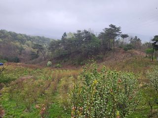 홍승한님의 두릅 · 일상 작성글 사진