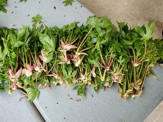 홍승한님의 두릅 · 일상 작성글 사진