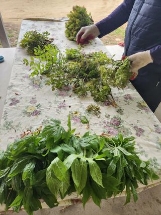 홍승한님의 두릅 · 일상 작성글 사진