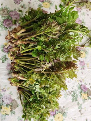 홍승한님의 두릅 · 일상 작성글 사진