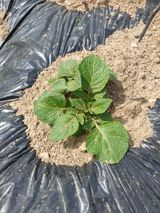 팜모닝 감자·자유게시판 게시글 이미지