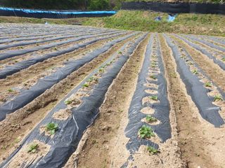 임동현님의 감자 · 자유게시판 작성글 사진