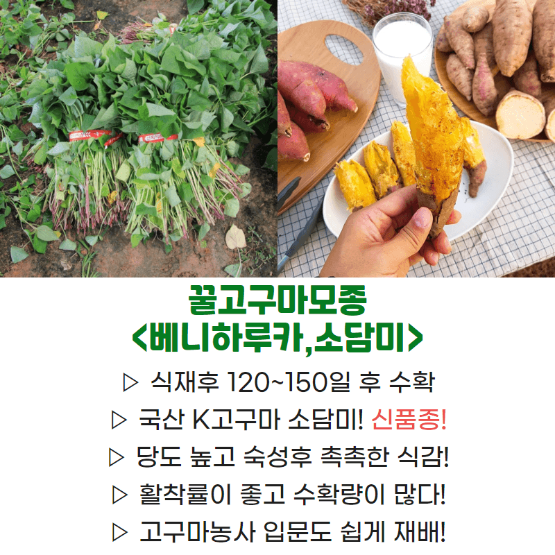 김동수님의 장터 판매 상품 [익산 1대 고구마모종🌱 1단(95~100주)] 첨부 사진