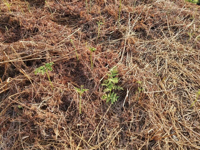 장터 상품 [지리산고사리600그램1근] 썸네일