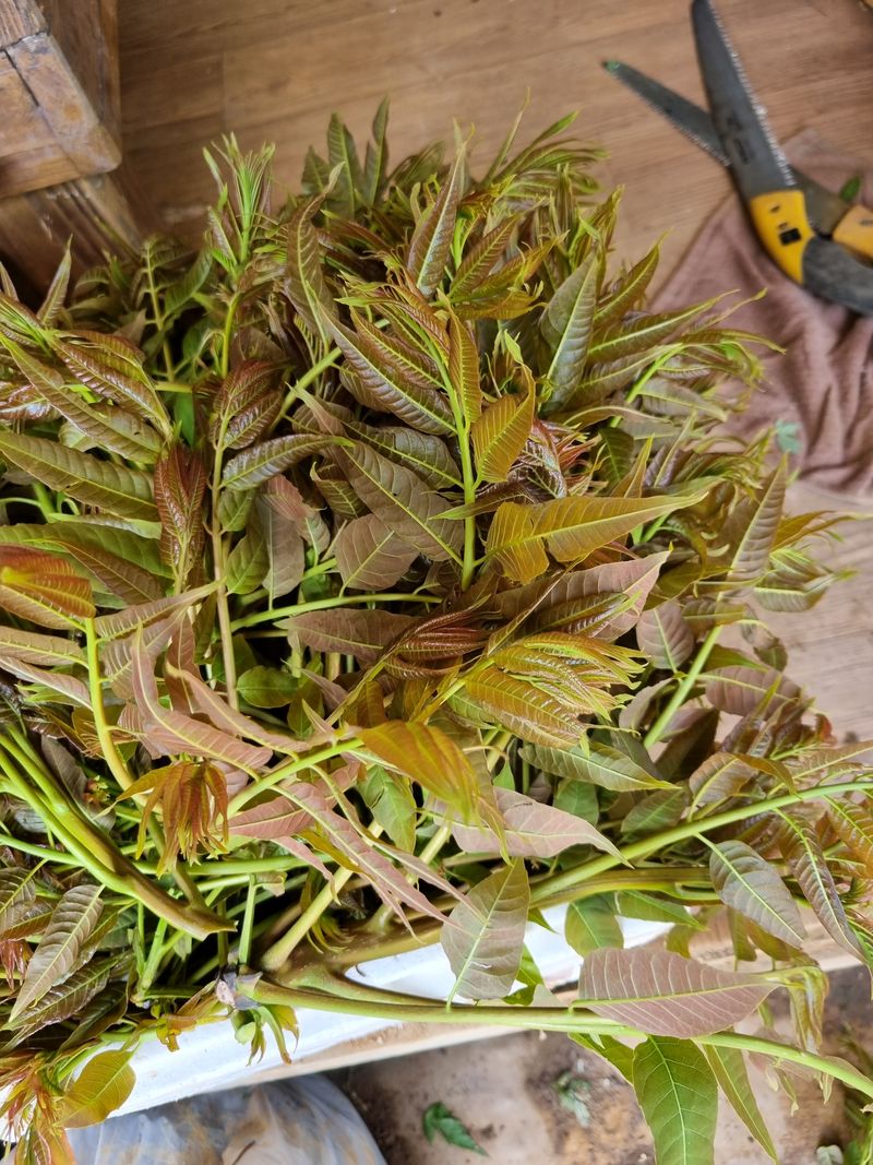 장터 상품 [참가죽 2kg] 썸네일