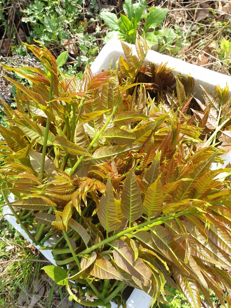 도시농부님의 장터 판매 상품 [참가죽 2kg] 첨부 사진