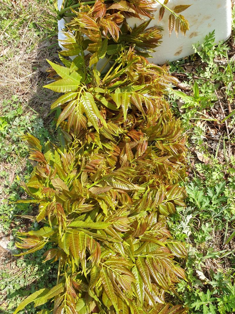 도시농부님의 장터 판매 상품 [참가죽 2kg] 첨부 사진