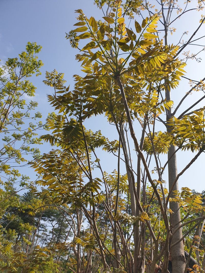 도시농부님의 장터 판매 상품 [참가죽 2kg] 첨부 사진