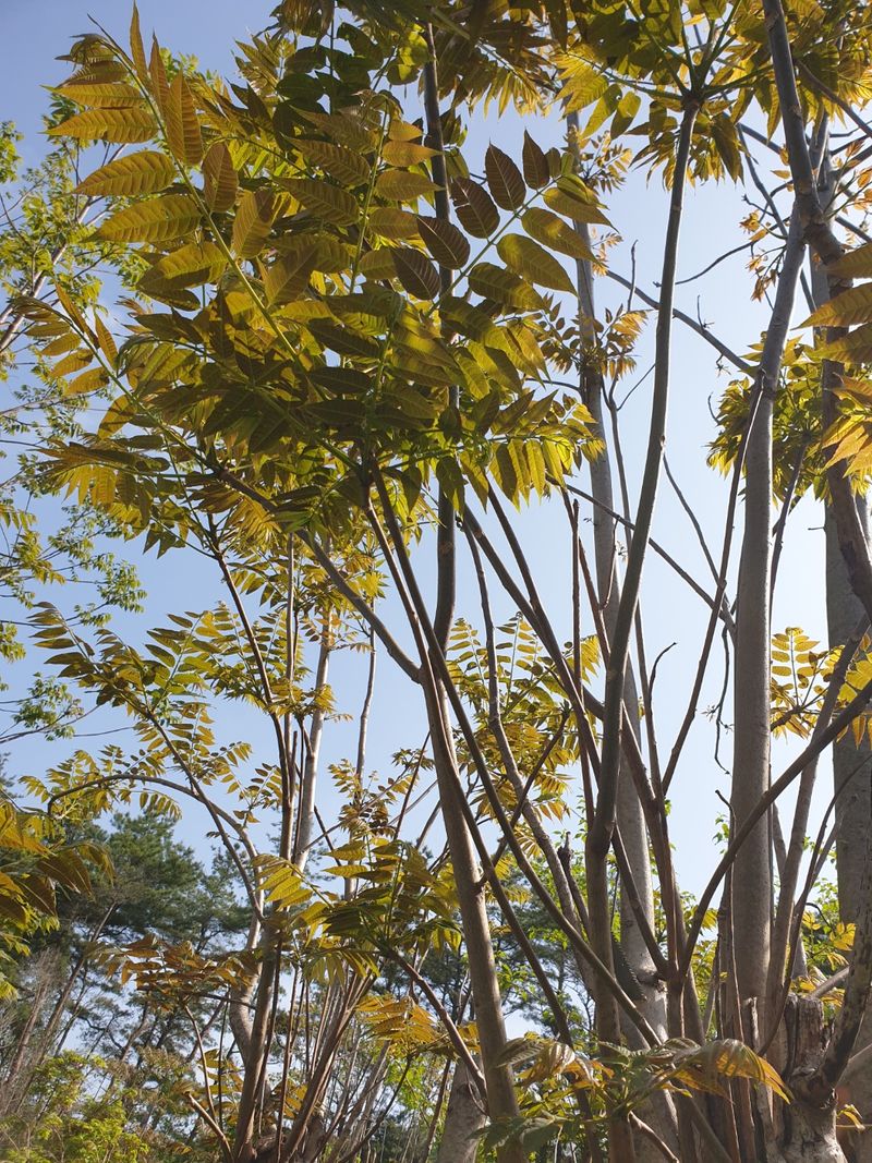 도시농부님의 장터 판매 상품 [참가죽 2kg] 첨부 사진