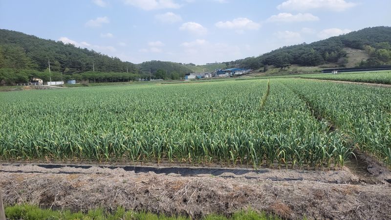 장터 상품 [스페인산 햇 마늘쫑1키로4.000.판매완료] 썸네일