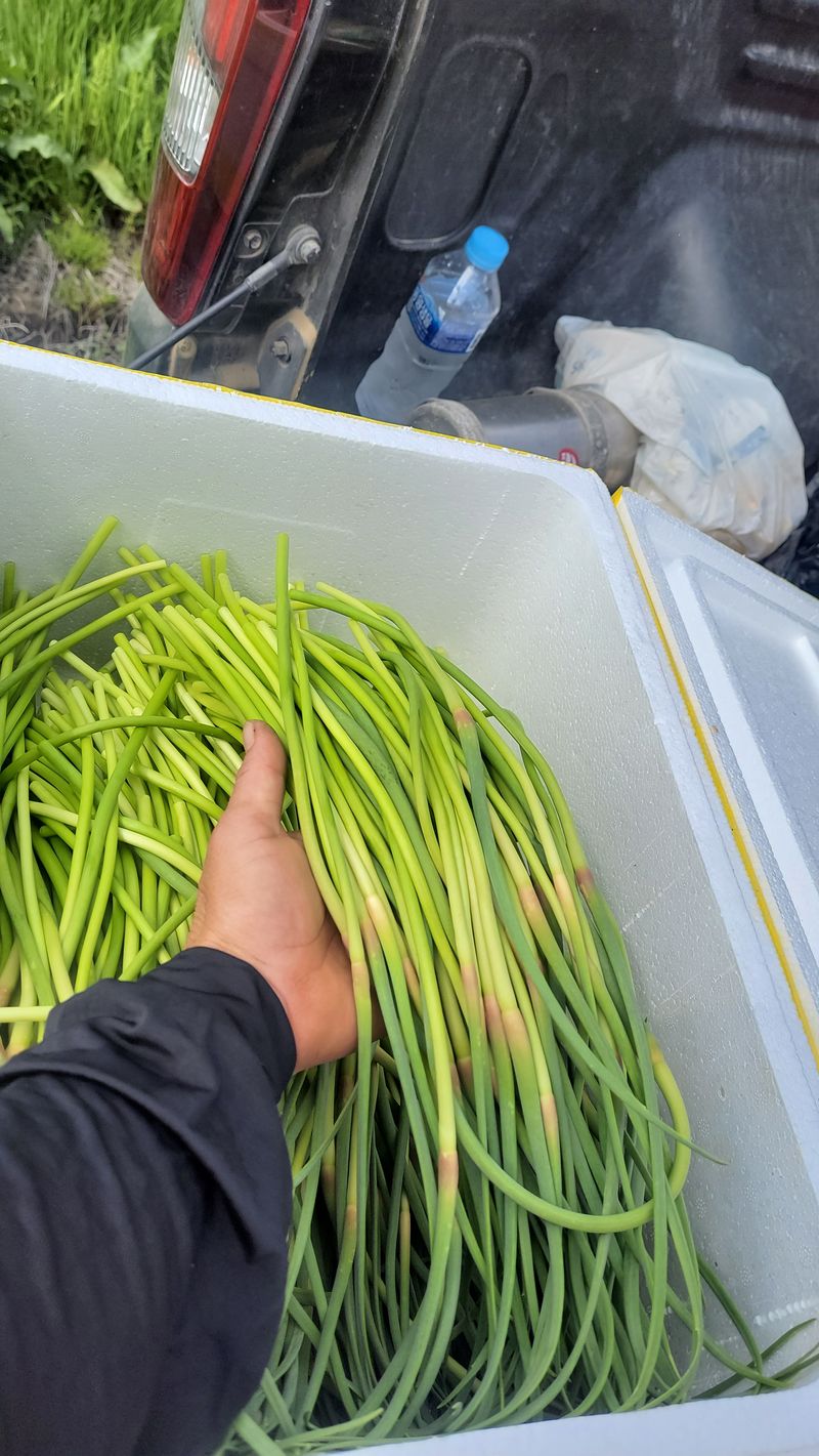 농사꾼 단비님의 장터 판매 상품 [스페인산 햇 마늘쫑1키로4.000.판매완료] 첨부 사진