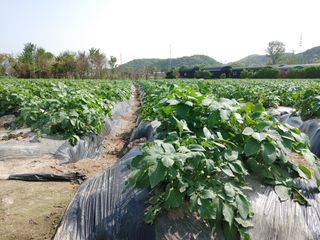 최용운님의 감자 · 자유게시판 작성글 사진