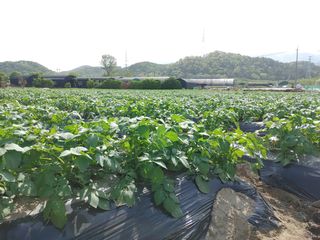 최용운님의 감자 · 자유게시판 작성글 사진