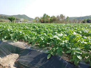 최용운님의 감자 · 자유게시판 작성글 사진