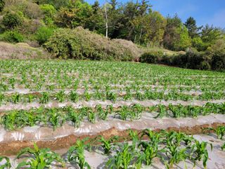 김원국님의 옥수수 · 자유게시판 작성글 사진