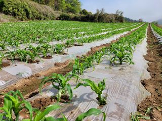 김원국님의 옥수수 · 자유게시판 작성글 사진