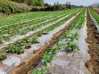 김원국님의 옥수수 · 자유게시판 작성글 사진