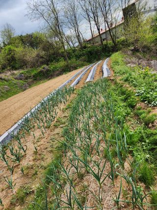  청계유정란 박진균님의 들깨 · 자유게시판 작성글 사진