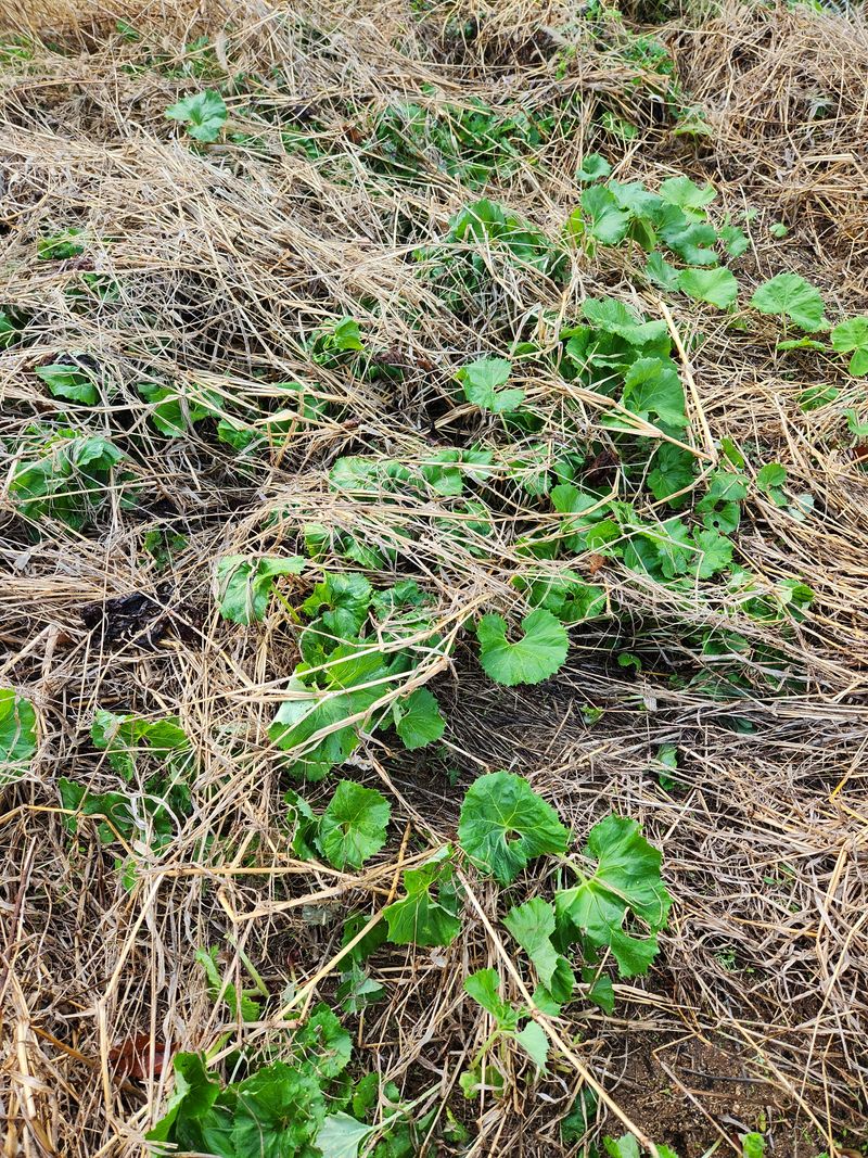 장터 상품 [머위1kg] 썸네일