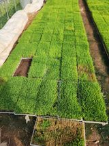 팜모닝 벼·병해충상담 게시글 이미지