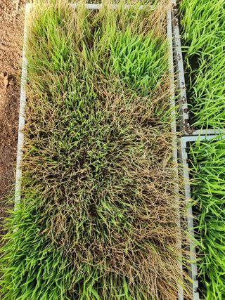 신토불이 촌놈님의 벼 · 병해충상담 작성글 사진