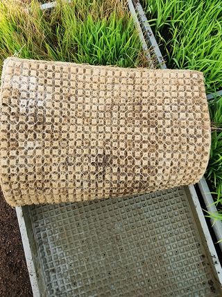 신토불이 촌놈님의 벼 · 병해충상담 작성글 사진