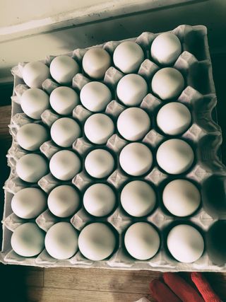 청계닭님의 작성글 사진