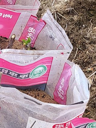 짱순이연속8월출석왕님의 두릅 · 일상 작성글 사진