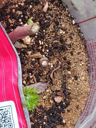 짱순이연속8월출석왕님의 두릅 · 일상 작성글 사진