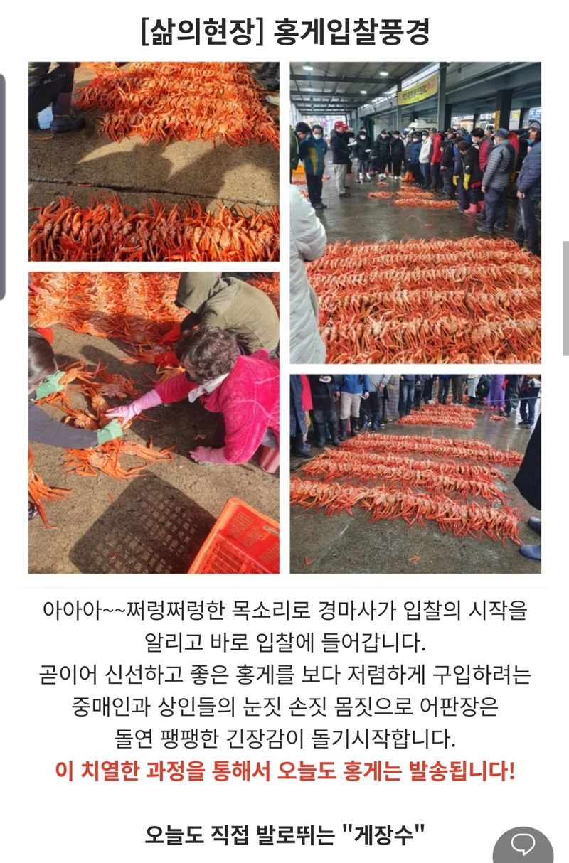 노가네수산님의 장터 판매 상품 [노가네] 자숙 속이꽉찬 A급 독도홍게 2kg.3kg] 첨부 사진