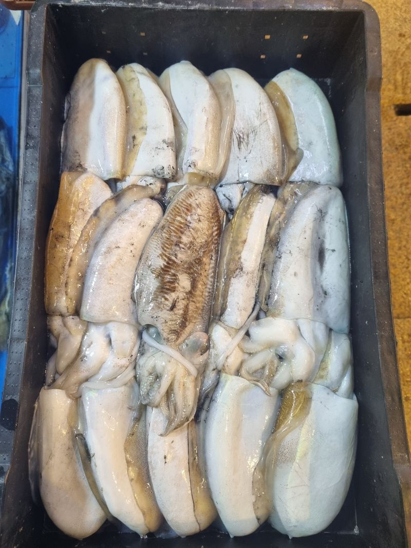 장터 상품 [갑오징어 1마리 15,000원] 썸네일