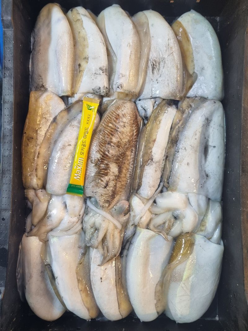 목포제주수산님의 장터 판매 상품 [갑오징어 1마리 15,000원] 첨부 사진