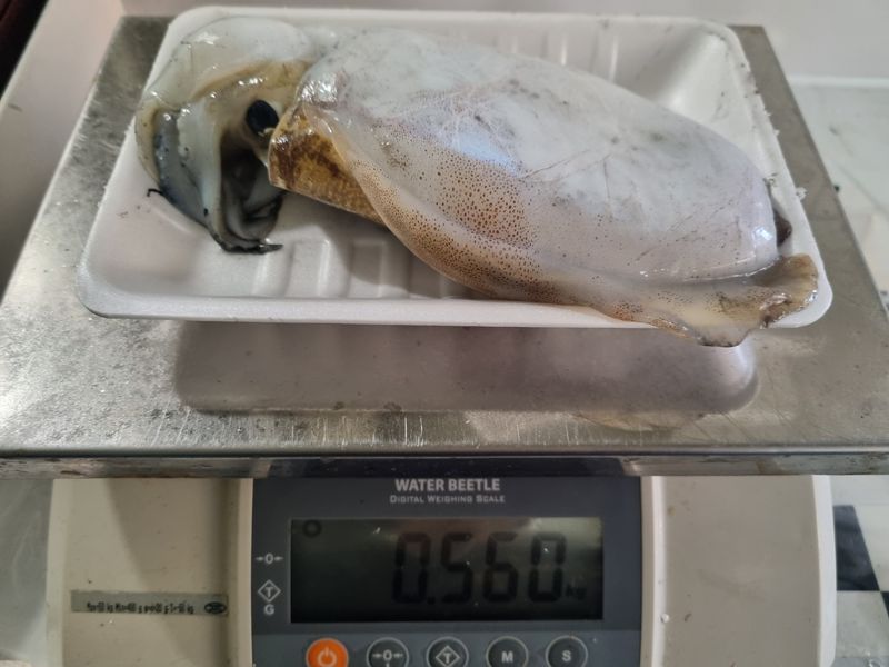 목포제주수산님의 장터 판매 상품 [갑오징어 1마리 15,000원] 첨부 사진