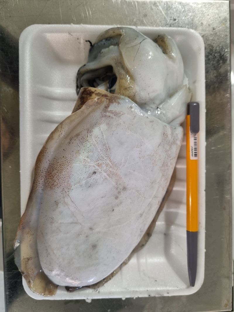 목포제주수산님의 장터 판매 상품 [갑오징어 1마리 15,000원] 첨부 사진