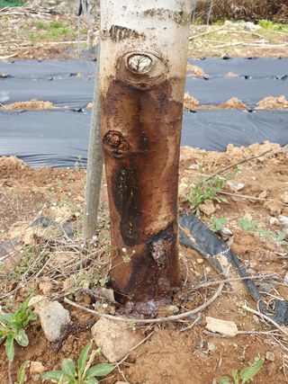 인생은 소풍처럼님의 배 · 병해충상담 작성글 사진