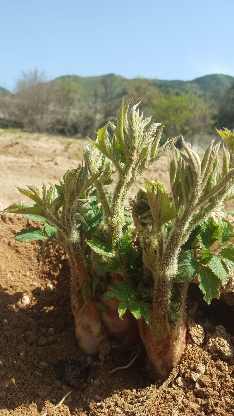 장터 상품 [땅두릅1키로] 썸네일