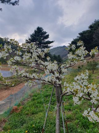 인생은 소풍처럼님의 복숭아 · 자유게시판 작성글 사진