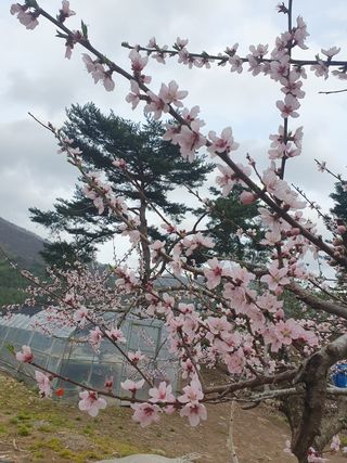 인생은 소풍처럼님의 복숭아 · 자유게시판 작성글 사진