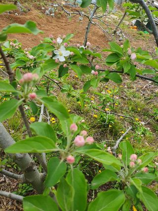 인생은 소풍처럼님의 복숭아 · 자유게시판 작성글 사진