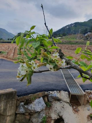 인생은 소풍처럼님의 복숭아 · 자유게시판 작성글 사진