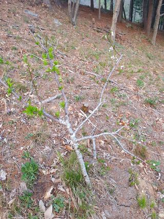 인생은 소풍처럼님의 복숭아 · 자유게시판 작성글 사진