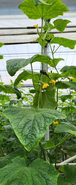 정찬우 님의 오이 · 병해충상담 작성글 사진