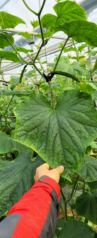 정찬우 님의 오이 · 병해충상담 작성글 사진