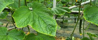 정찬우 님의 오이 · 병해충상담 작성글 사진