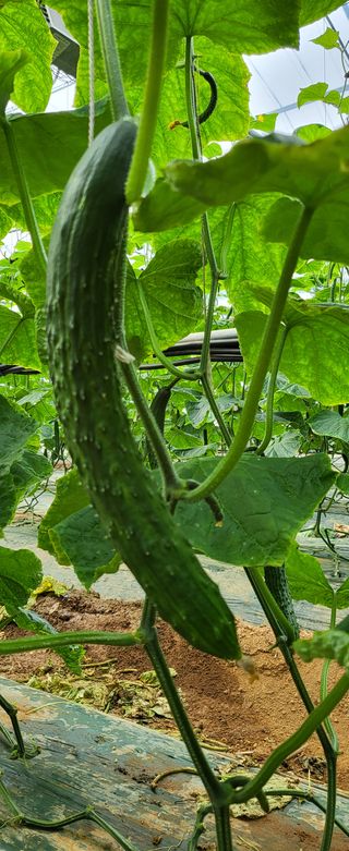 정찬우 님의 오이 · 병해충상담 작성글 사진