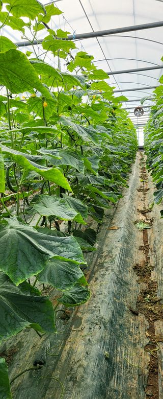 정찬우 님의 오이 · 병해충상담 작성글 사진