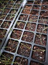 팜모닝 파·자유게시판 게시글 이미지